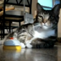 Is this Hector Salamanca from Breaking Bad reincarnated as a cat?