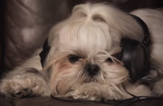 This video about a dog concert may seem like a parody, but it's all real