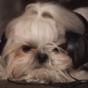 This video about a dog concert may seem like a parody, but it's all real