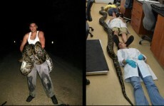 Let's all take a moment to be grateful that there are no snakes in Ireland