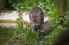 Tayto Park says hello to a host of newborns