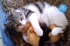 Orphaned ducks drink milk from a cat in Co. Offaly