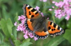 Nature programme to be broadcast live from Glendalough Lakes tonight