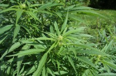 Two women arrested after €500,000 seizure of cannabis plants