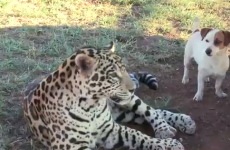 This unlikely animal friendship will make your heart explode with sheer joy