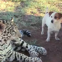 This unlikely animal friendship will make your heart explode with sheer joy