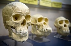Scientists discover new reason why humans began walking on two feet