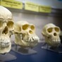 Scientists discover new reason why humans began walking on two feet