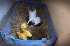 UPDATE: Offaly cat still thinks ducklings are her kittens