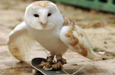 5 animals on skateboards who deserve their moment in the sun