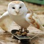 5 animals on skateboards who deserve their moment in the sun