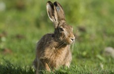 Gardaí investigating complaint about 'almost dead' hares released back into wild