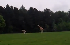 Love-hungry giraffe gets it horribly, horribly wrong