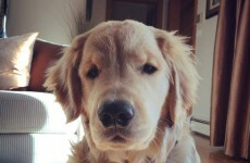 Ray Charles is the blind golden retriever you're about to fall in love with