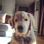 Ray Charles is the blind golden retriever you're about to fall in love with