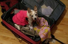 This is everything* you need to know about bringing your pet on holidays