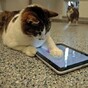 9 decidedly middle-class animals