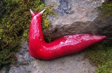 Giant flourescent pink slug discovered in Australia