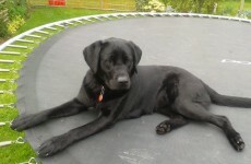 Good news as autism help dog found alive and well