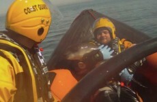 VIDEO: Baby porpoise rescued after becoming stranded on Dublin beach