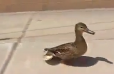 Hero police officers save a family of ducks