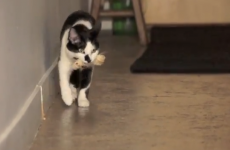 16 ways to know your cat is a dog in disguise