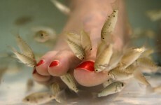 Safety of fish pedicures questioned by health experts