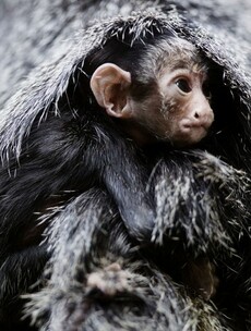 Ah, would you look at the new baby white-faced saki at Dublin Zoo...