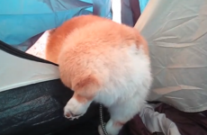 VIDEO: Corgi struggles to get out of a tent