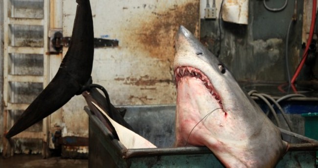 SHARK! Record 94 stone shark caught after 2 1/2 hour battle