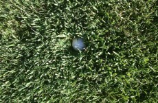 This photo of the rough at the US Open is the scariest picture of grass you'll ever see