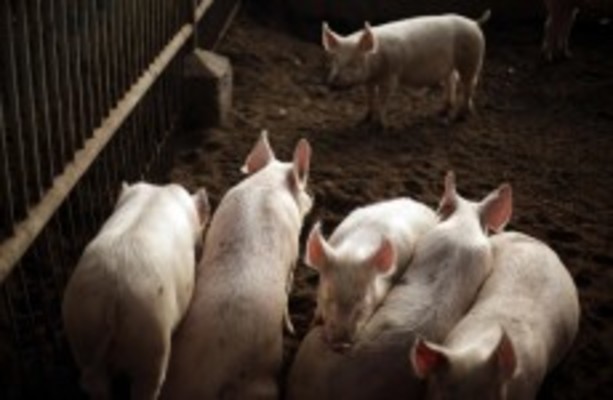 china-pig-farm-pumped-dissolved-carcasses-into-river-thejournal-ie