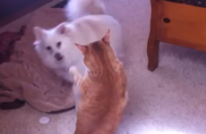Cat and dog get into a scrap, but who will win?