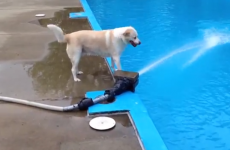 6 dogs who wouldn't pass the Leaving Cert