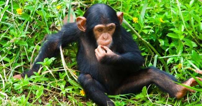 US wildlife agency to list all chimpanzees as endangered
