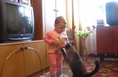 This is what happens when a cat confronts a baby
