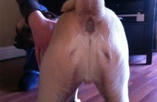 Jesus Christ has been spotted... on this dog's backside