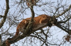 American wildcat declared extinct