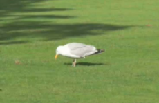 Dublin seagulls are maniacs on the dancefloor