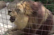 This lion is a big fan of a certain ice-cream flavour