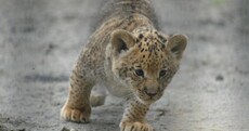 This is a liliger - three quarters lion, one quarter tiger