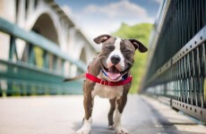 Proof that your dog was the best teacher you ever had