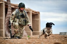 Top bomb sniffer dog in Afghanistan dies shortly after handler is killed