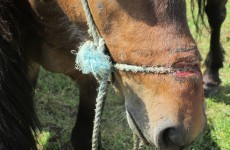Sligo man charged with keeping a pony tied up for so long the rope tore her face