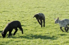 Decision time: Talks resume on CAP reform in final push for deal