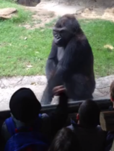 VIDEO: Kids taunt gorilla, get living daylights scared out of them