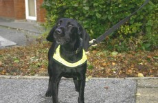 Holly the Revenue's dog sniffs out thousands in cash at Dublin Port