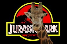 Giraffe chase video goes viral, inspires Jurassic Park remix