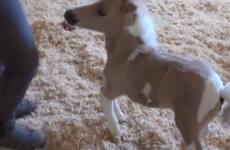 Want to see a horse the size of a small dog?