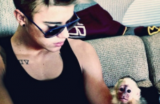 The Dredge: You can touch Justin Bieber's monkey... a REAL monkey, you filthy scuts